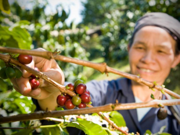 قهوه چیست و انواع قهوه | دانه های قهوه از مزرعه تا فنجان قهوه