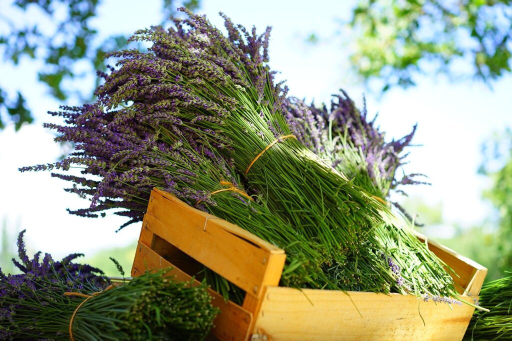 lavender | همه چیز درباره اسطخودوس