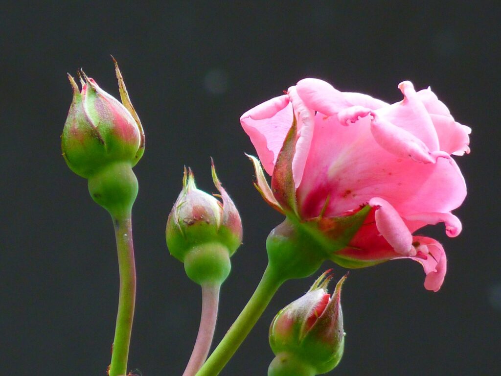 دمنوش گل محمدی | غنچه گل سرخ